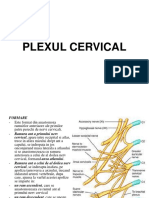 Plexul Cervical Presentation