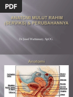 anatomi servik