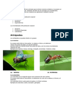 Los Invertebrados Son Animales Que No Tienen Columna Vertebral y No Poseen Un Esqueleto Interno Articulad1