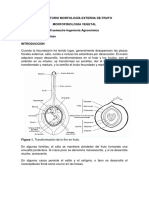 Morfología externa de frutos