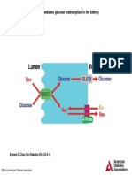 SGLT-2 Mediates Glucose Reabsorption in The Kidney.: Edward C. Chao Clin Diabetes 2014 32:4-11