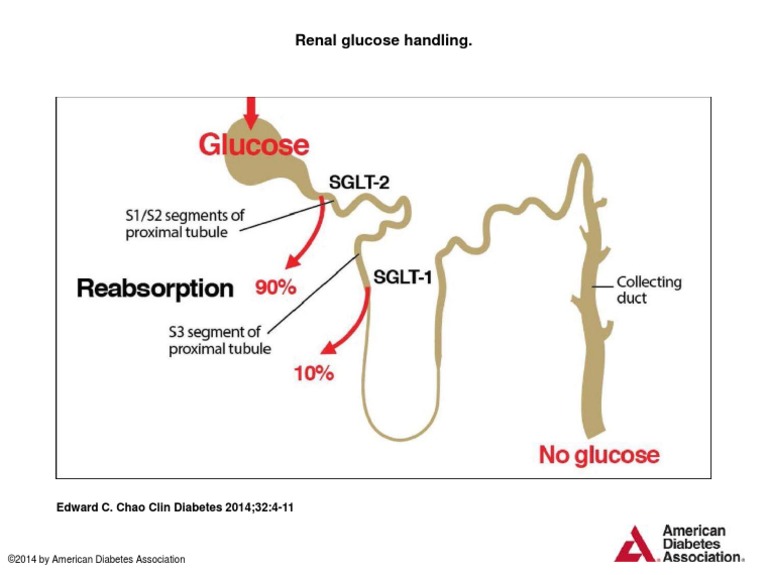 Renal Glucose Handling.: Edward C. Chao Clin Diabetes 2014 32:4-11 | PDF