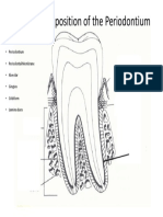 Dent 111.periodontum - Tissue