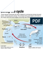 Life Cycle of Gulf Shrimp in Relation To Oil Spill