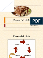 Fases Del Ciclo Estral