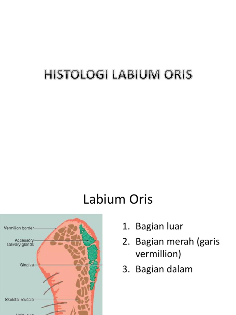 Anatomi Labium Oris dan Histologinya | PDF | Kajian Bahasa Asing