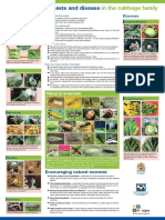 Managing Insect Pests and Disease in the Cabbage Family_poster