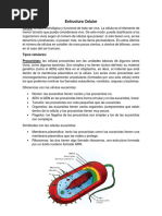 Estructura Celular