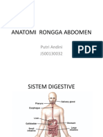Anatomi Rongga Abdomen
