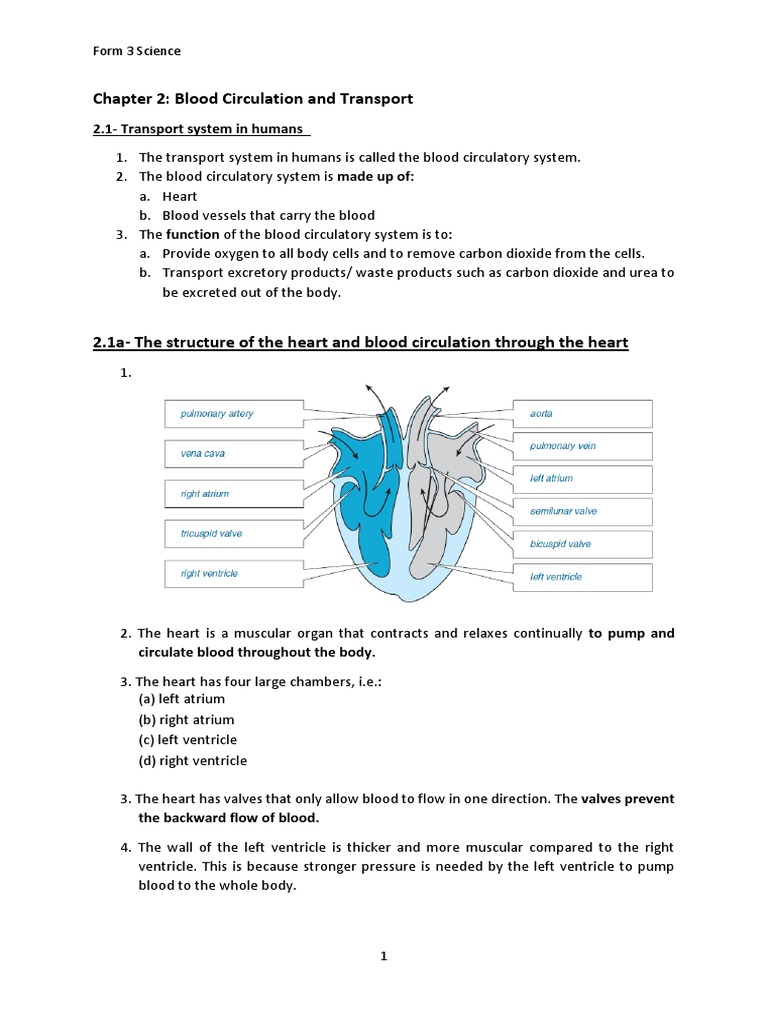 2.1 Transport System in Human | Circulatory System | Vein | Free 30-day