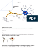 La Neuronas Tipos