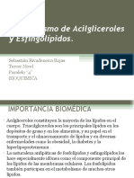 Metabolismo de Acilgliceroles y Esfingolípidos