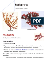 As algas vermelhas: características, classificação, reprodução e importância