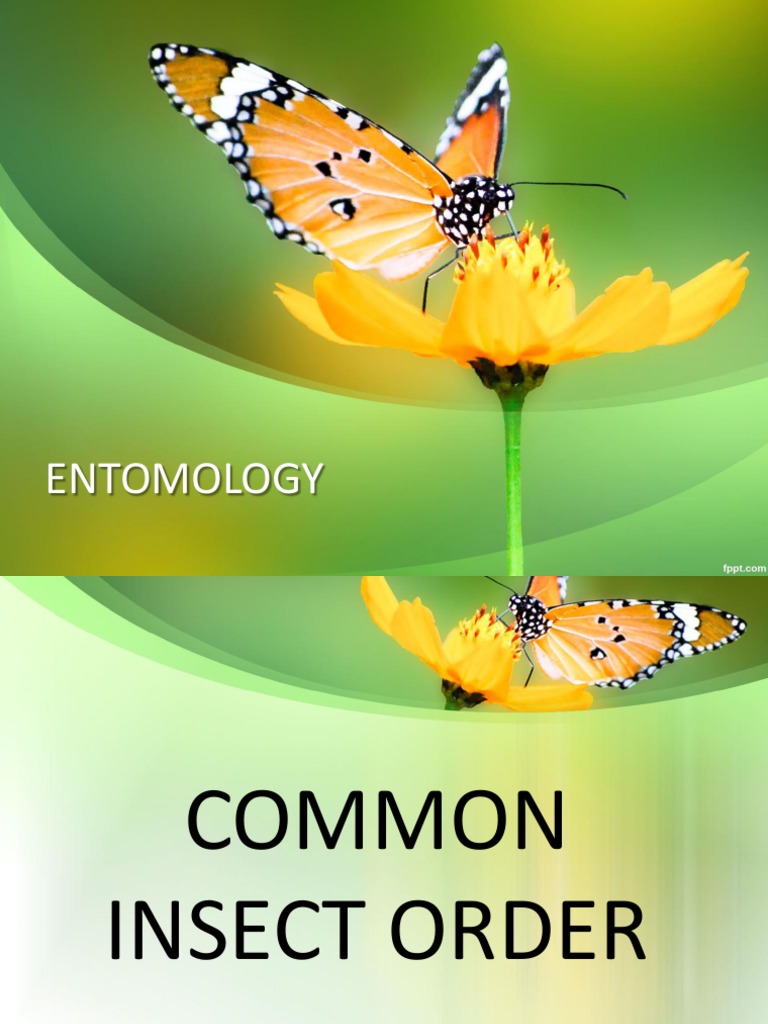 Lecture III Insect Orders PDF PDF Hymenoptera Beetle