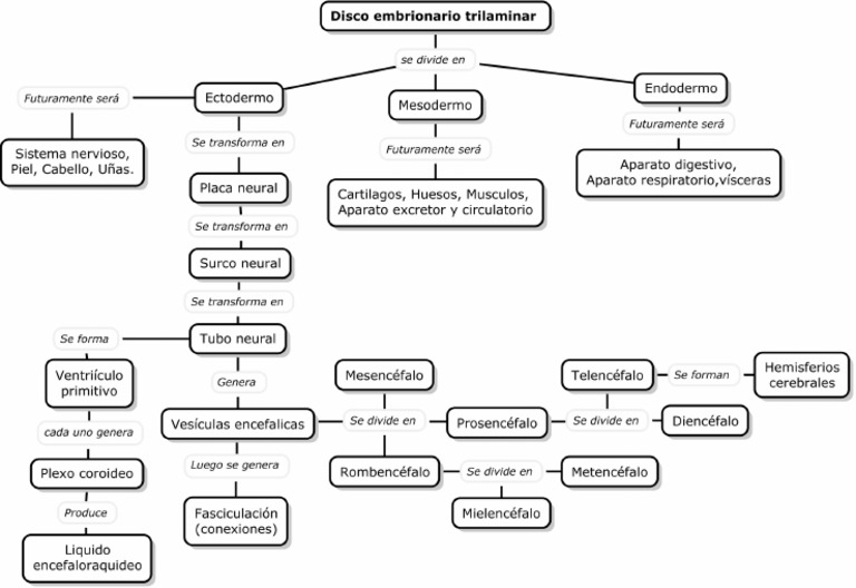 Mapa Conceptual Embriología Del Sistema Nervioso 1