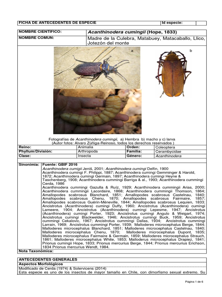Características de Acanthinodera cumingii | PDF | Chile | Red mundial