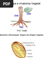 Morfologia Vegetal
