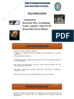 zoologia moluscos