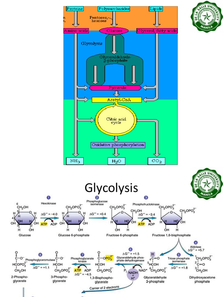 LBYBION 2nd Post Lab Discussion PDF Plant Stem Tissue (Biology)