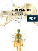 Anatomi Panggul (Pelvis)
