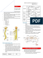 Spinal Nerve Anatomy and Functions