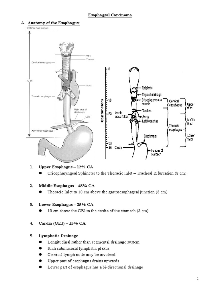 Comprehensive Overview of Esophageal Carcinoma: Risk Factors ...