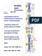 T6-glucoNEO.pdf