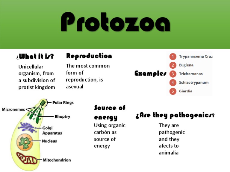 Protozoa: Unicellular Pathogens | PDF