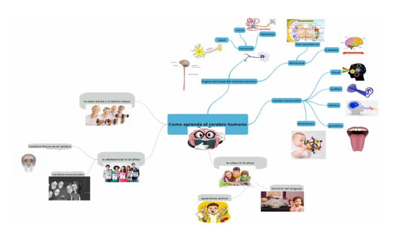 Mapa Mental Como Aprende El Cerebro | PDF