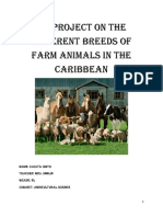 My Project ON THE Different Breeds of Farm Animals in The Caribbean