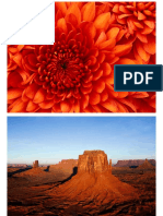 Chrysanthemum (2 Files Merged)