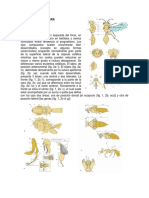 Morfología y clasificación de los Hymenoptera