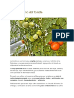 Guía de Cultivo Del Tomate