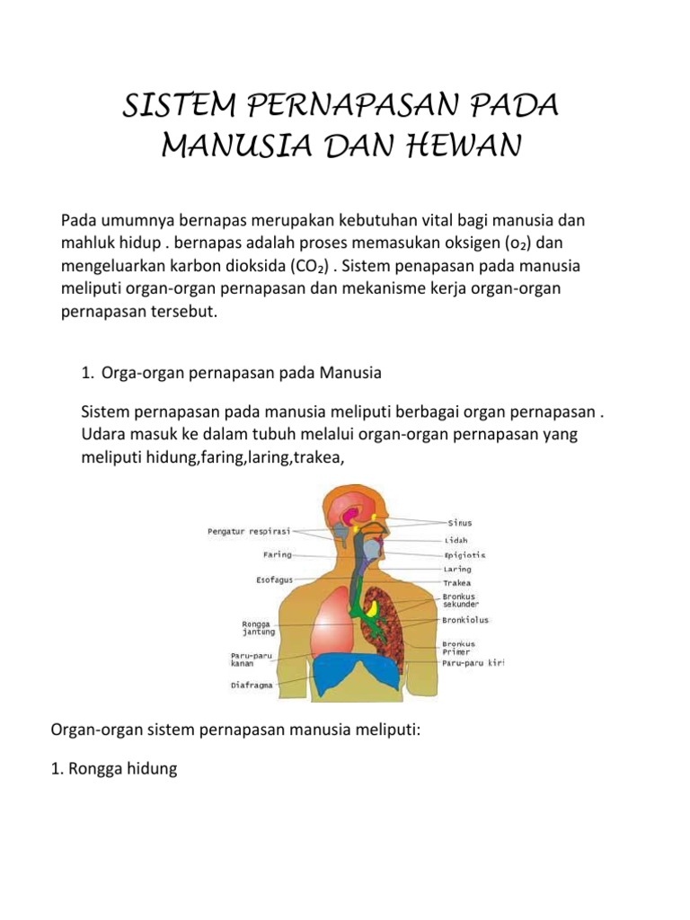  Sistem  Pernapasan  Pada Manusia Dan Hewan 