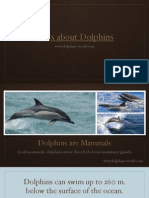 Dolphin Facts and Information