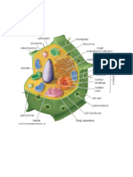 Plant and Animal Cell