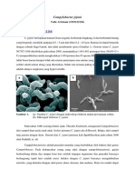 Campylobacter Jejuni by Yafie Al Islami