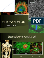 Sitoskeleton