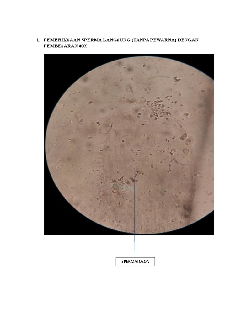 Sperma bilan qoplangan mushuk yaqin