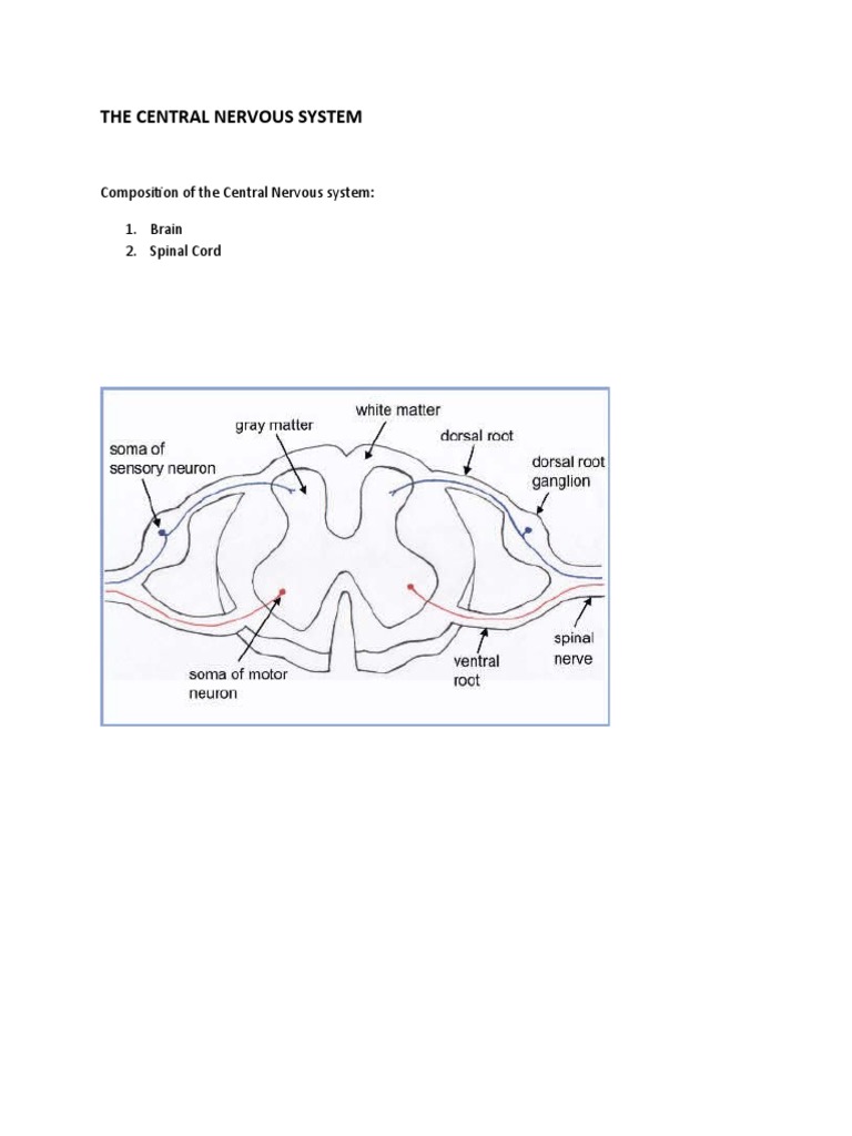 The Central Nervous System | PDF