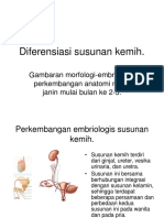 1.4.6.1 - Embriologi Sistem Urinarius