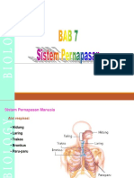 Bab 7 Sistem Pernapasan-1