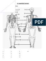 Exercice Corrige Le Squelette Humain 3eme 4eme Primaire PDF