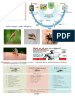 Aedes Aegypti y Aedes Albopictu