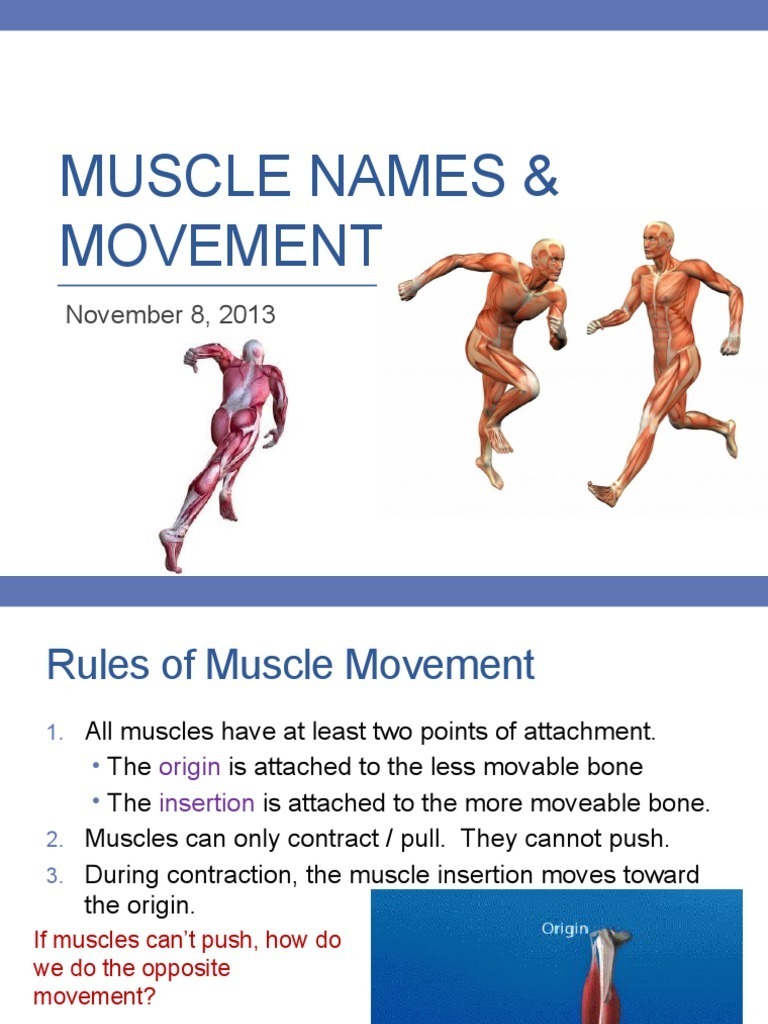 Muscles And Movement Worksheet