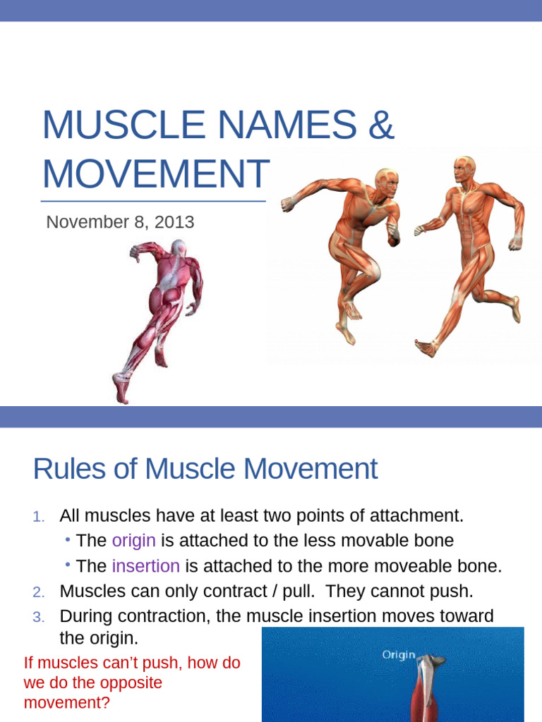 Muscles And Movement Worksheet