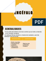 18.encéfalo NOMBRES