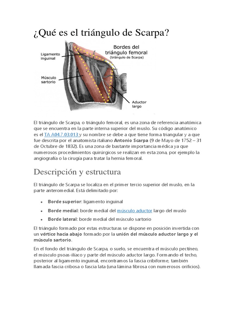 Anatomía y funciones del triángulo de Scarpa | PDF | Angiografía ...