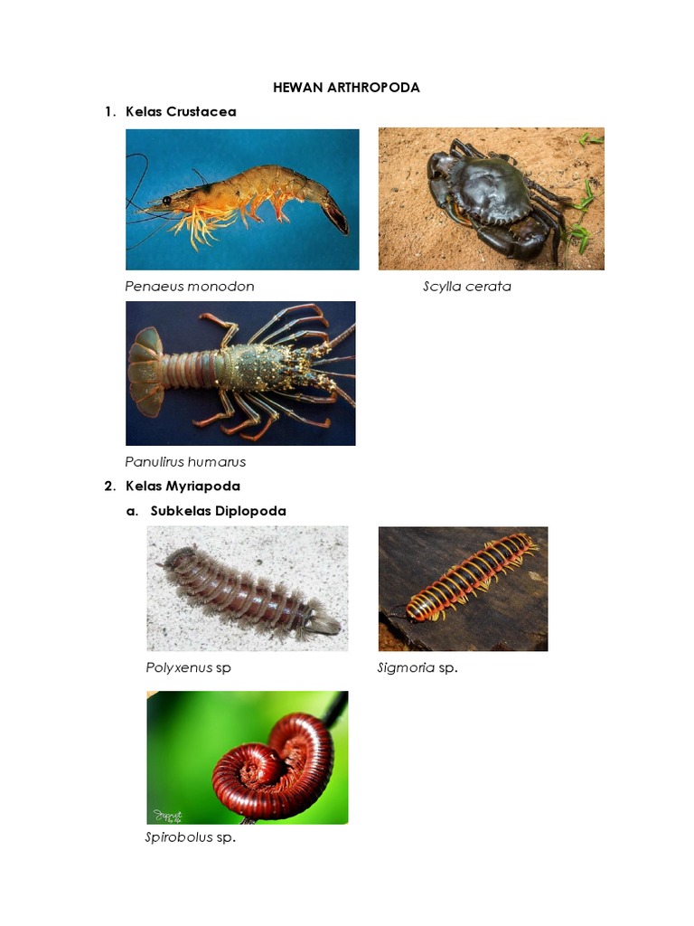 Hewan Arthropoda