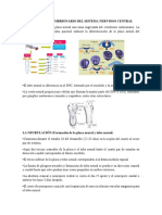 Desarrollo Embrionario Del Sistema Nervioso